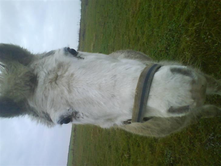 Anden særlig race Feline - Feline på marken<3 billede 3