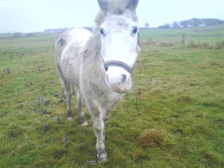 Anden særlig race Feline - Gamle Feline på marken<3 billede 4
