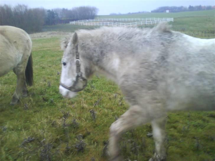 Anden særlig race Feline - Søde Gamle Feline på marken<3 billede 5