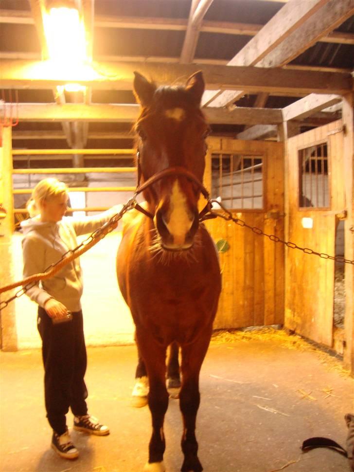 Anden særlig race Tobias (Sweety Monty) - Tobias flettes <3 - Foto: Michelle billede 12
