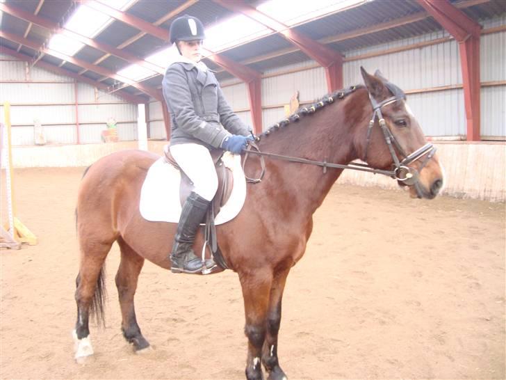 Anden særlig race Tobias (Sweety Monty) - På opvarmningen til LC - LB SPS - Foto: Michelle billede 13