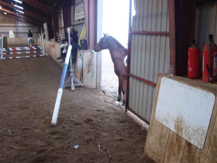 Anden særlig race Tobias (Sweety Monty) - Venter på vi skal ind til LC´en <3 billede 15