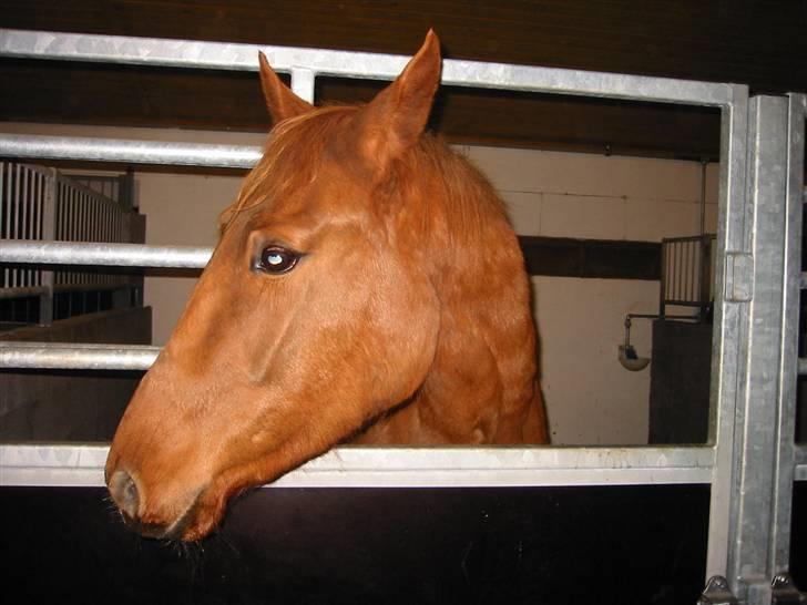 Dansk Varmblod Søgaard´s Rapid *Solgt* - 15/11 08 Rapid er kommet til sit nye opstaldnings sted.  billede 3