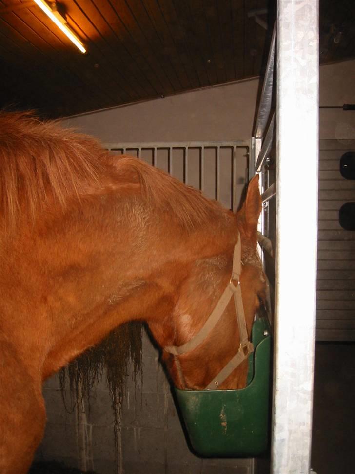 Dansk Varmblod Søgaard´s Rapid *Solgt* - Lige kommet ind fra marken, så er vi slutne billede 4