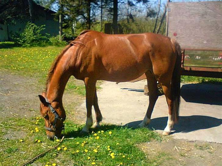Sportsaraber (A) Loucky - Loucky græsser .. <´33 (Billedet er taget af ejeren, jeg har bare ordnet farverne) billede 2