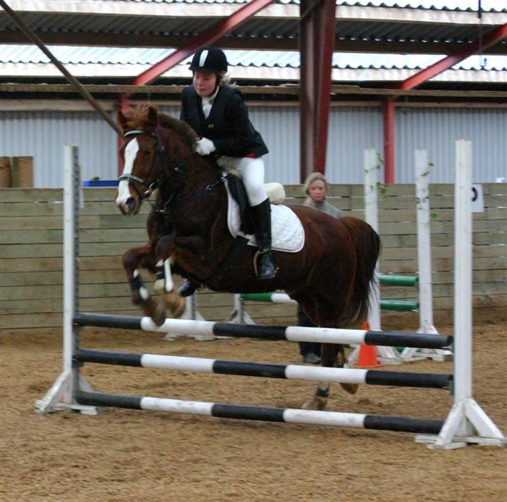 New Forest Hunter - i langesø billede 11