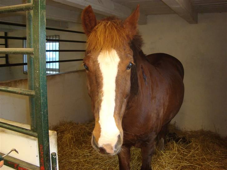 New Forest Hunter - hvad er det billede 13