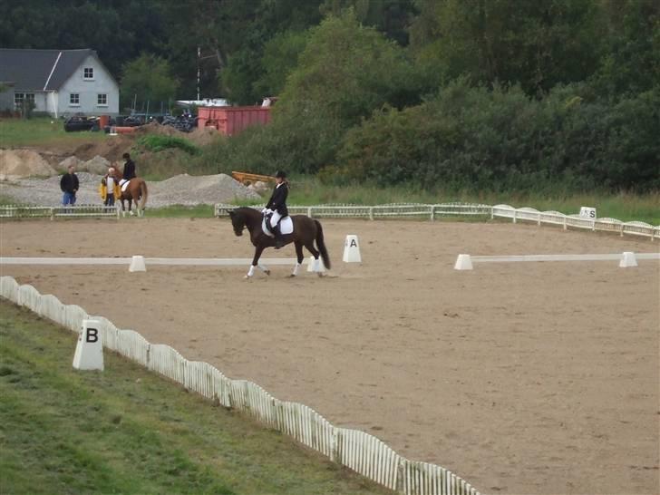 New Forest Shakira - SOLGT billede 18