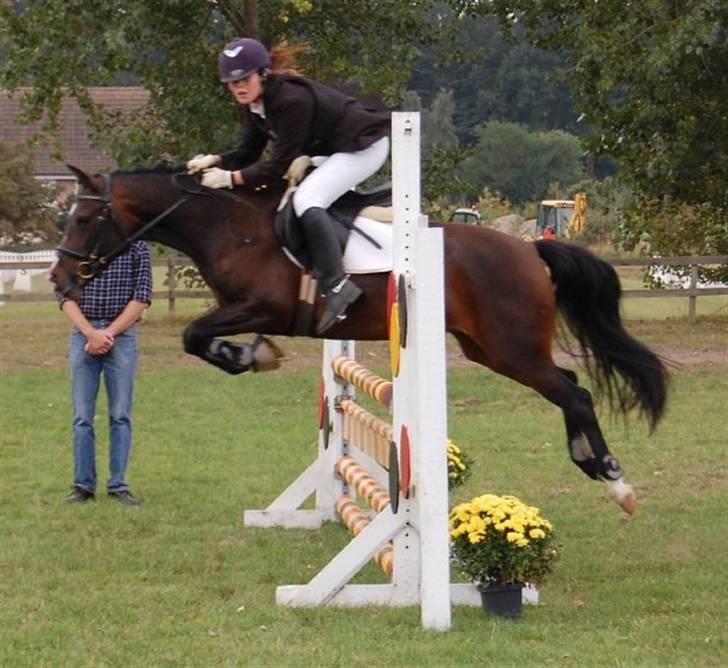 New Forest Shakira - SOLGT billede 19