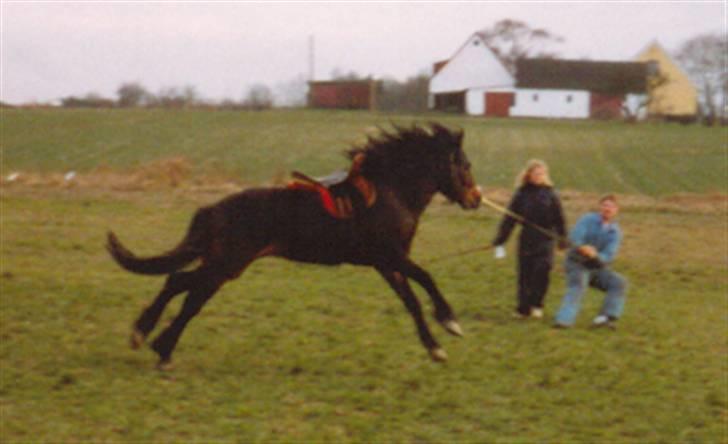 Connemara Borredalens Eight Garbo - Garbo 3 år, ved at blive sadel vant :)  billede 17