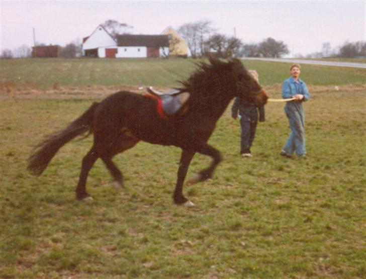 Connemara Borredalens Eight Garbo - Garbo 3 år, ved at blive sadel vant :)  billede 18