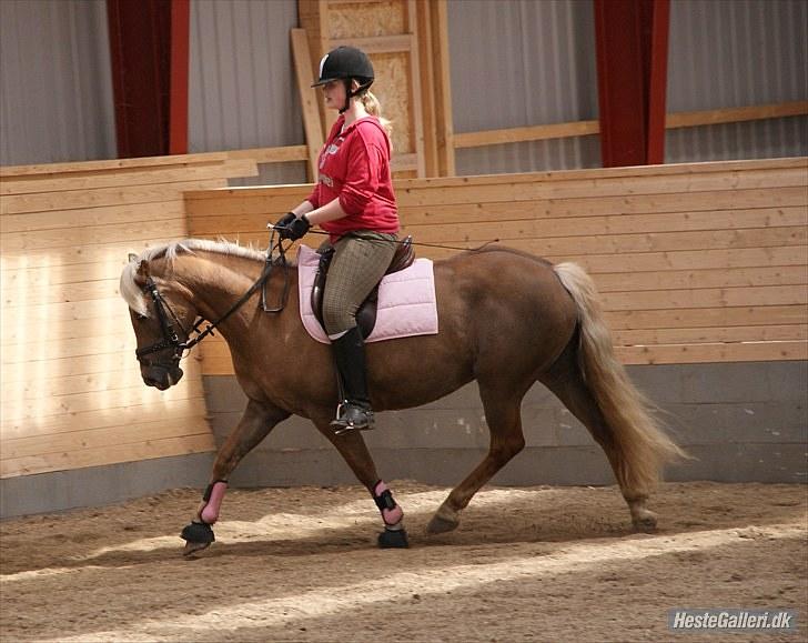 Haflinger Bosse *EUR* - Jeg elsker den pony! :) så meget er sket på 1&½ år :o) Sommer 10 Foto: Sandra billede 7
