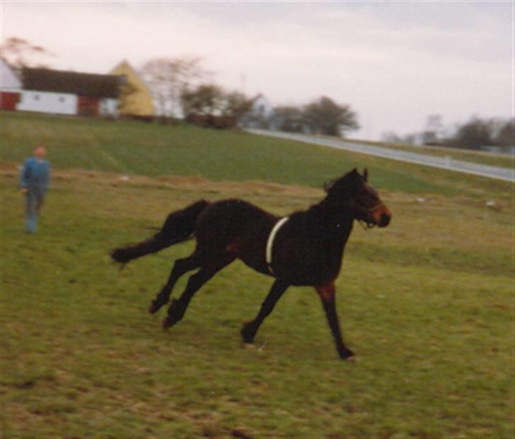 Connemara Borredalens Eight Garbo - Garbo 3 år, ved at blive sadel vant :) billede 19