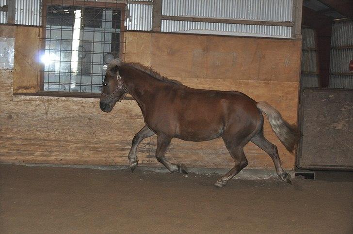 Haflinger Bosse *EUR* - Hyper pony løs :D Vinter 10 Foto: Amanda(mig) billede 8