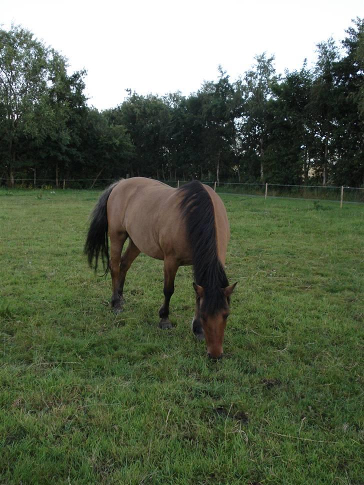 Anden særlig race Britney - Brintey i sommeren 08 på folden. billede 12