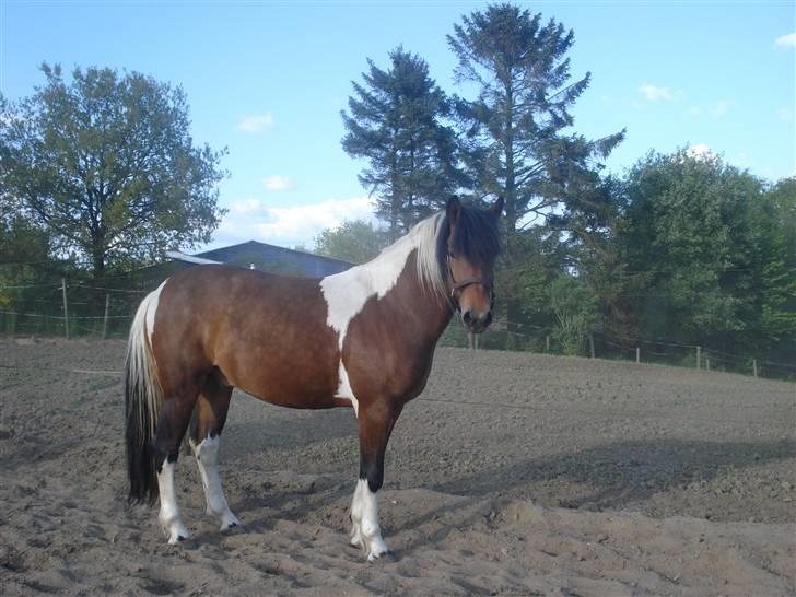 Pinto Chagall *solgt* - Chagall står på folden<3 billede 1