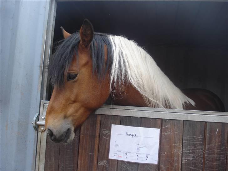 Pinto Chagall *solgt* - Chagall står i boksen :) billede 2