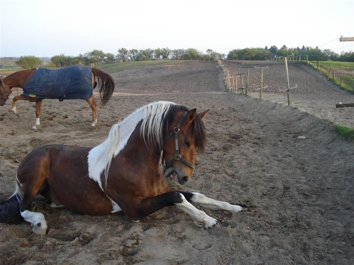 Pinto Chagall *solgt* - Chagall ligger på folden og gnubber sig :D billede 3