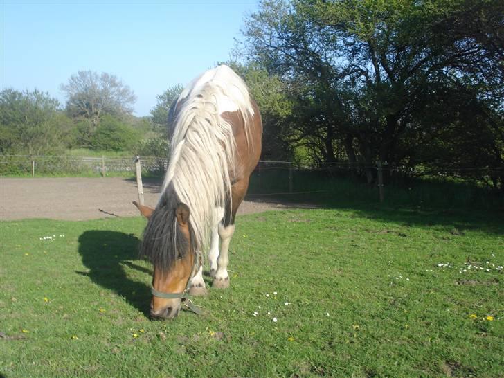Pinto Chagall *solgt* - Chagall går på folden<3 billede 4