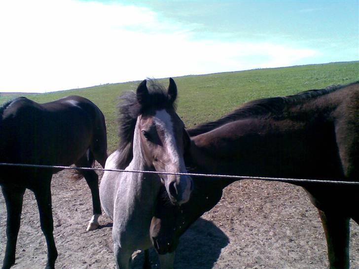 Welsh Pony (sec B) Myandor  billede 15