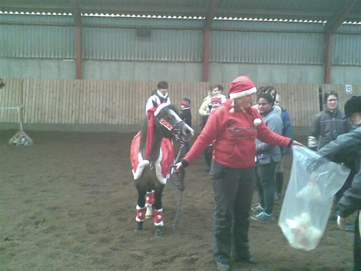 Welsh Pony (sec B) Myandor  - myandor og jeg var årets julenisser billede 16