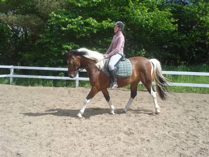 Pinto Chagall *solgt* - Jeg rider på Chagall<33 billede 6