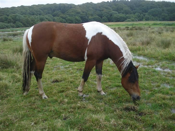 Pinto Chagall *solgt* - Chagall på sommergræs<3 billede 7