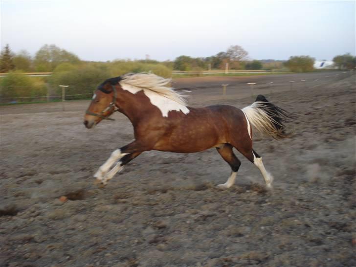 Pinto Chagall *solgt* - Chagall løber på folden :D billede 8