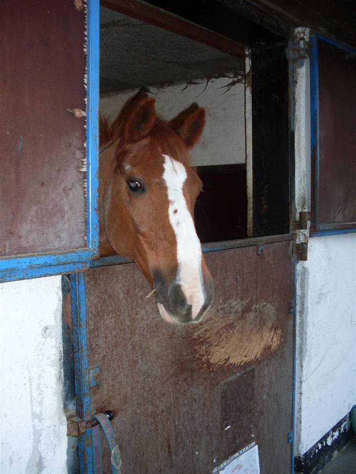 DSP Fruetoftens Lucky. xpart - Smukke Lucky da han stod i udeboks. billede 1