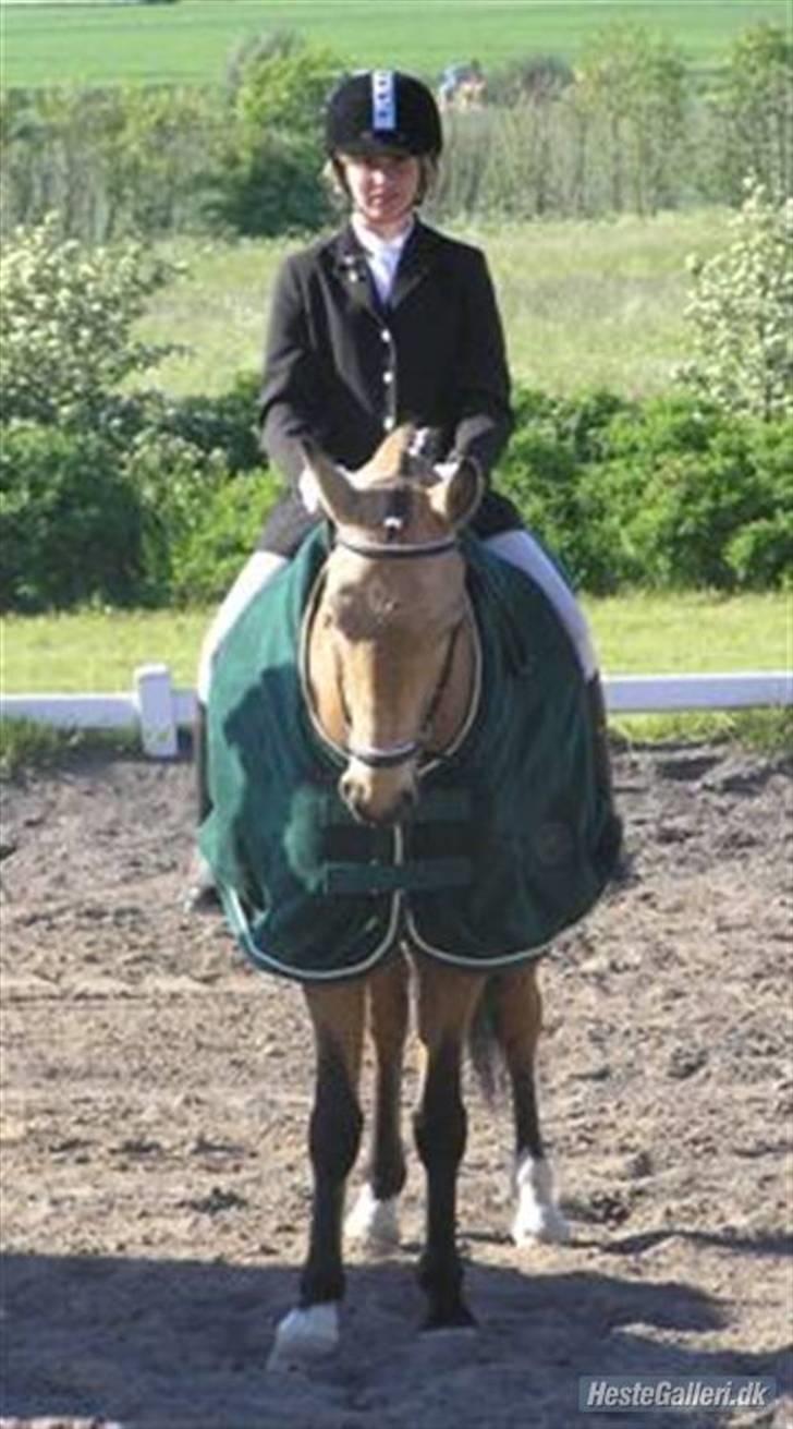 Anden særlig race baltic simba SOLGT - bornholms mester med gammel ejer ;) billede 5