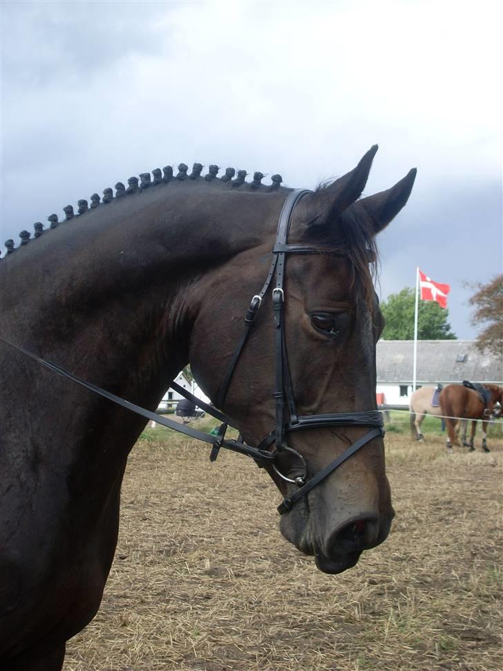 Dansk Varmblod Fie  - Velkommen til Fies profil<3 billede 1