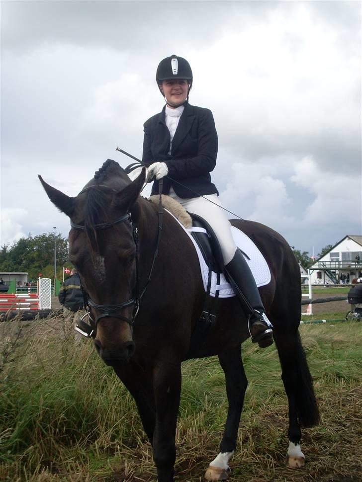 Dansk Varmblod Fie  billede 2