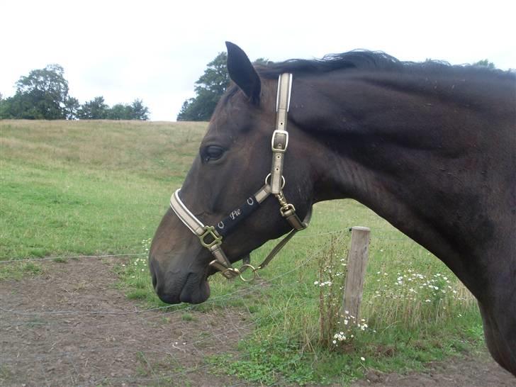 Dansk Varmblod Fie  billede 3