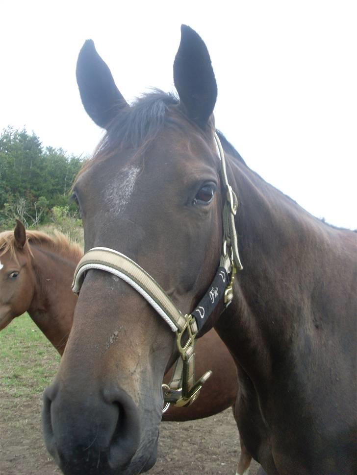 Dansk Varmblod Fie  billede 5