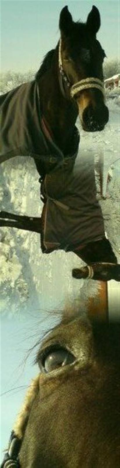 Dansk Varmblod Fie  - Fie siger "Hej" billede 6