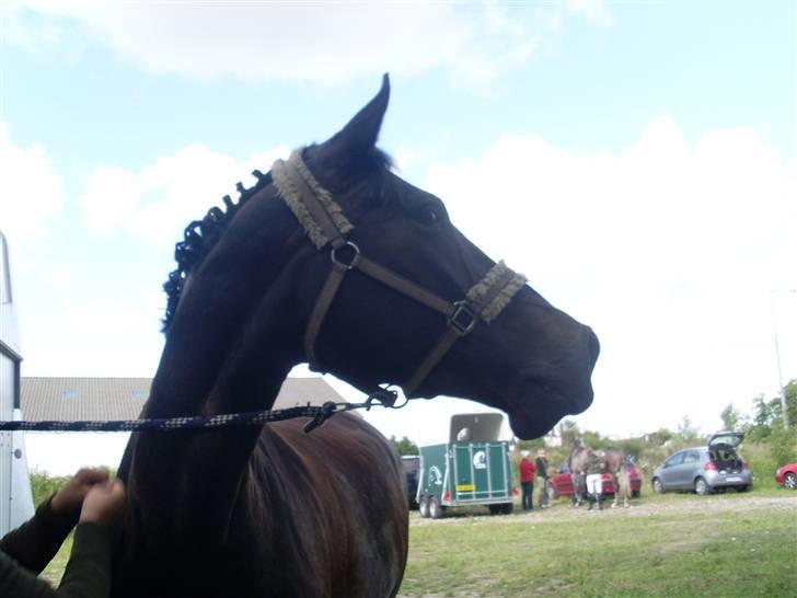 Dansk Varmblod Fie  billede 7