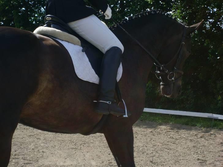 Dansk Varmblod Fie  - Fie IGEN !!<333heheh billede 8