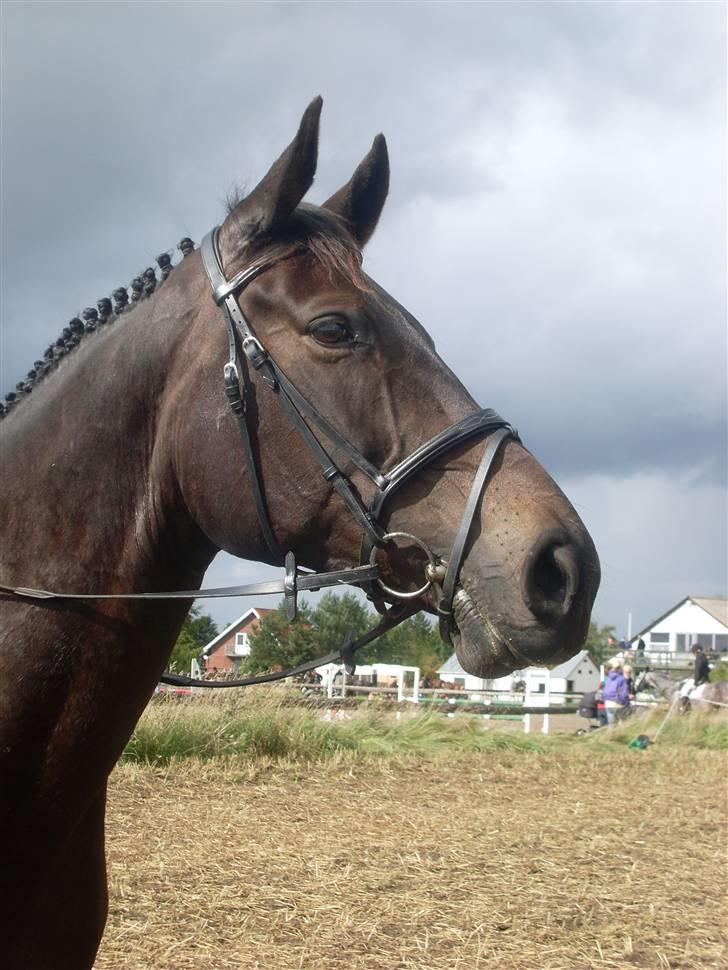 Dansk Varmblod Fie  billede 9