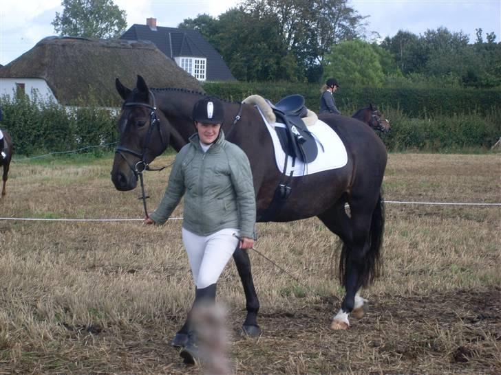 Dansk Varmblod Fie  billede 10