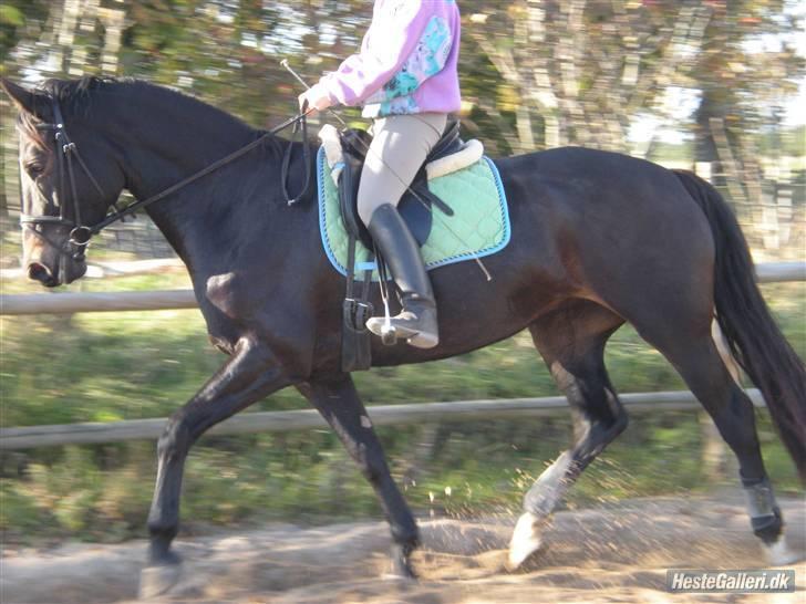 Dansk Varmblod Fie  - Lækker:* billede 11