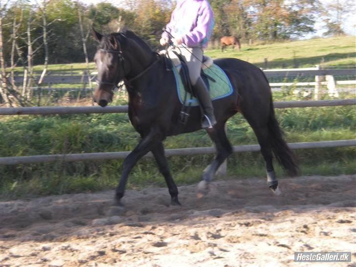 Dansk Varmblod Fie  billede 12