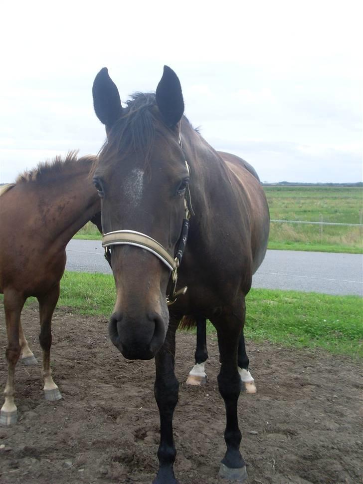Dansk Varmblod Fie  - og igen din ,store PØLSE HEHE<3 billede 13