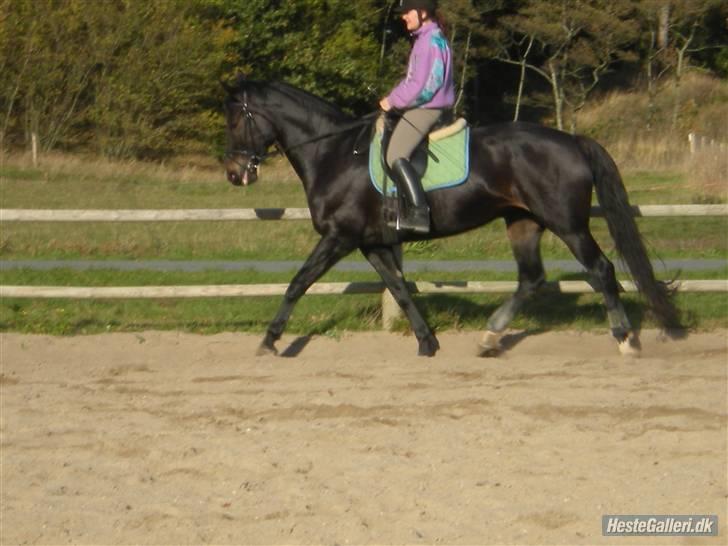 Dansk Varmblod Fie  - Træning på skønne fie<3 billede 14