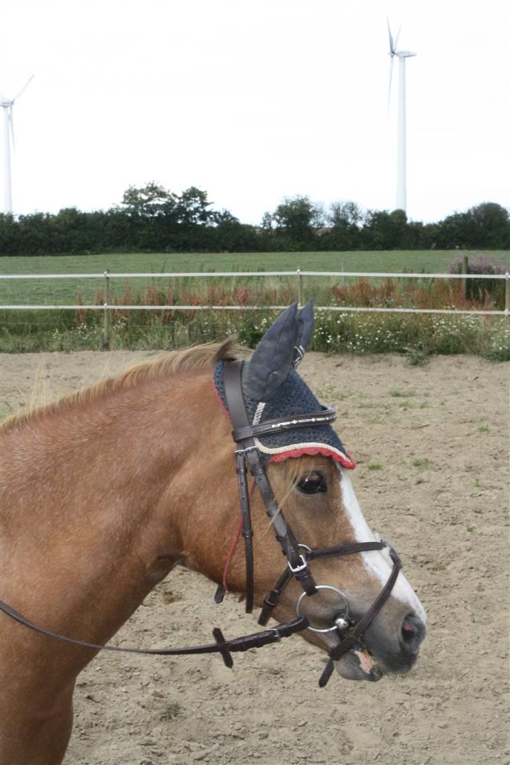 Welsh Mountain (sec A) Rosengårdens Pippi - 10) Pippi og Kennis første ridetur billede 10