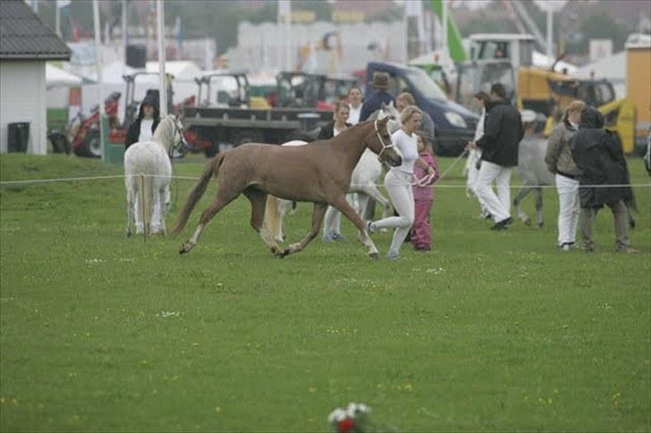 Welsh Mountain (sec A) Rosengårdens Pippi - 12) Pippi til bedømmelse på dyrskue 2010 billede 12