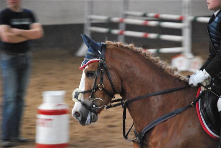 Hollandsk Sportspony Blondie - Er han ikke bare smuk....  Det synes jeq... billede 6