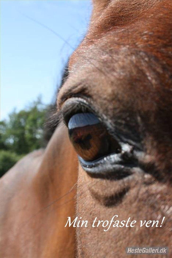 Anden særlig race Kaptajn <3 - Billede nr.: 11* Søde Kaptajn :) <3    FOTO: Sis skatten <3<3 billede 11