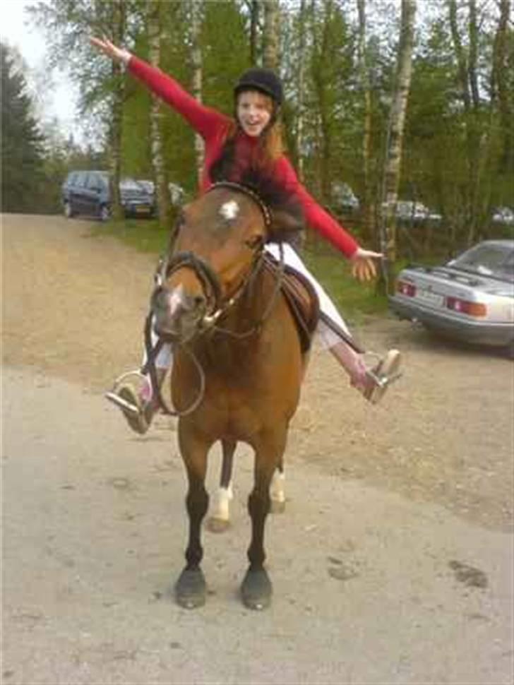 Welsh Cob (sec D) Lonestar "solgt" - Os :D <3 billede 5