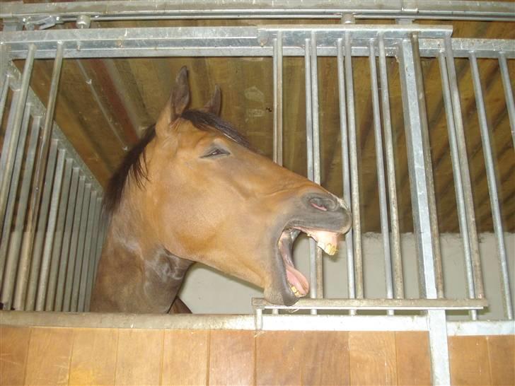 Welsh Cob (sec D) Lonestar "solgt" - Mulle gaber ;) billede 6