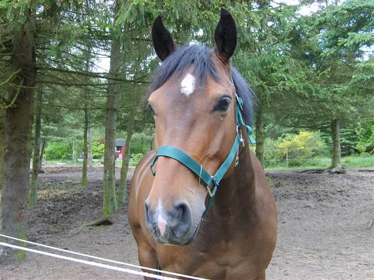 Welsh Cob (sec D) Lonestar "solgt" - Mulle står på folden :* billede 7